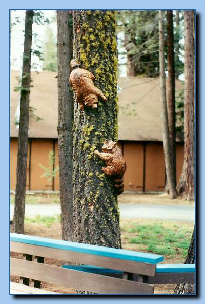 2-09 raccoon attached to tree-archive